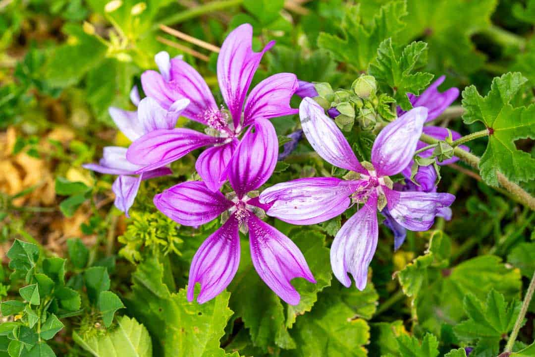 Elisa Homeopath and founder of Remedies & Roots